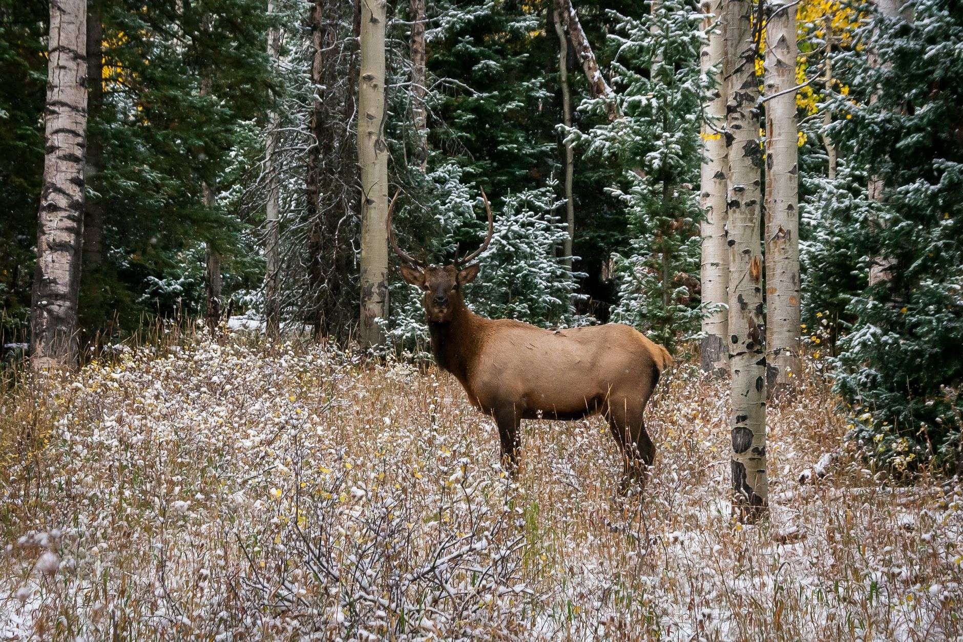 A bull elk standing in a snow covered Colorado aspen forest