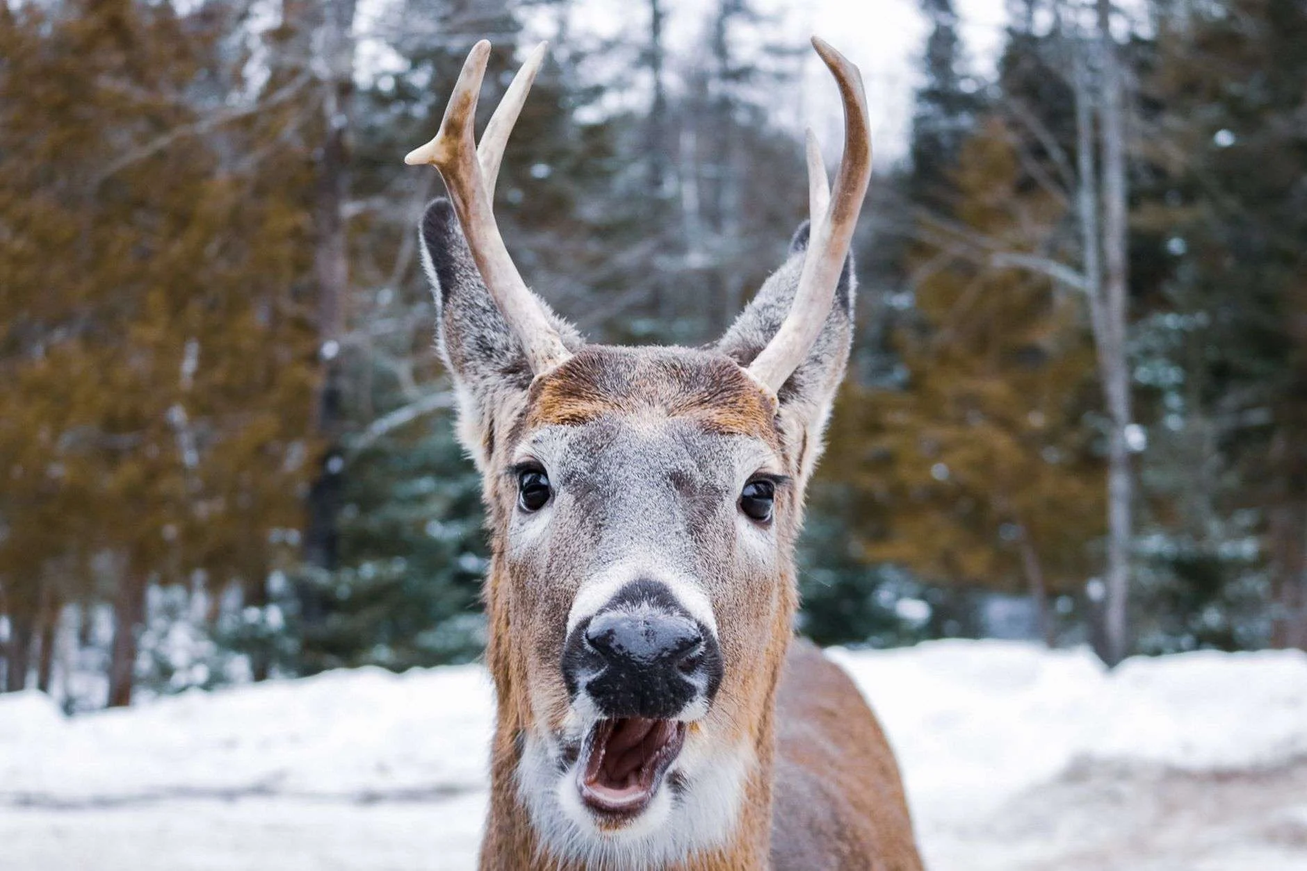 A buck with antlers standing in a snowy aspen stand