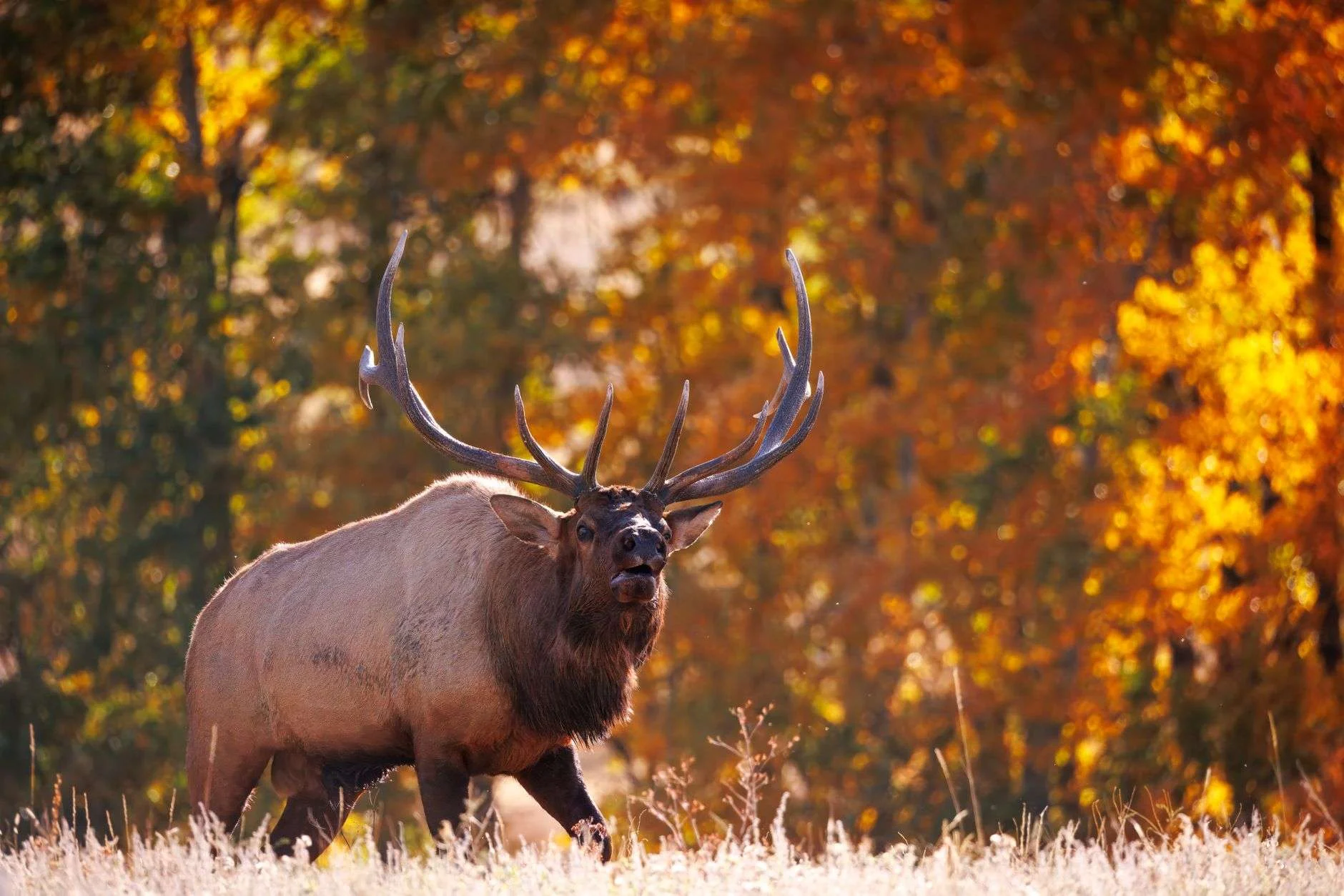 Bull elk bugling in fall foliage in Colorado