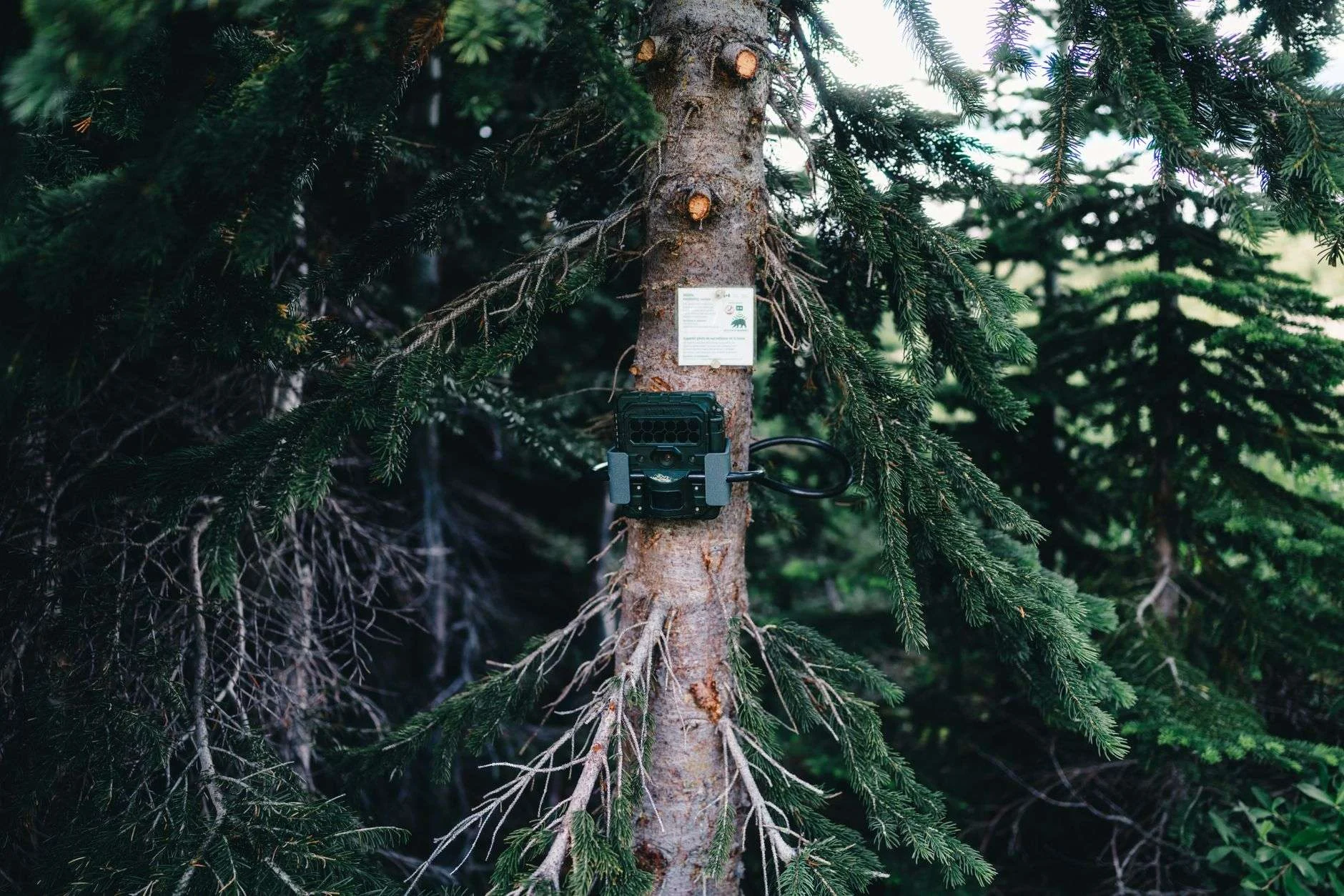 A trail camera strapped to a conifer trunk in dense green timber