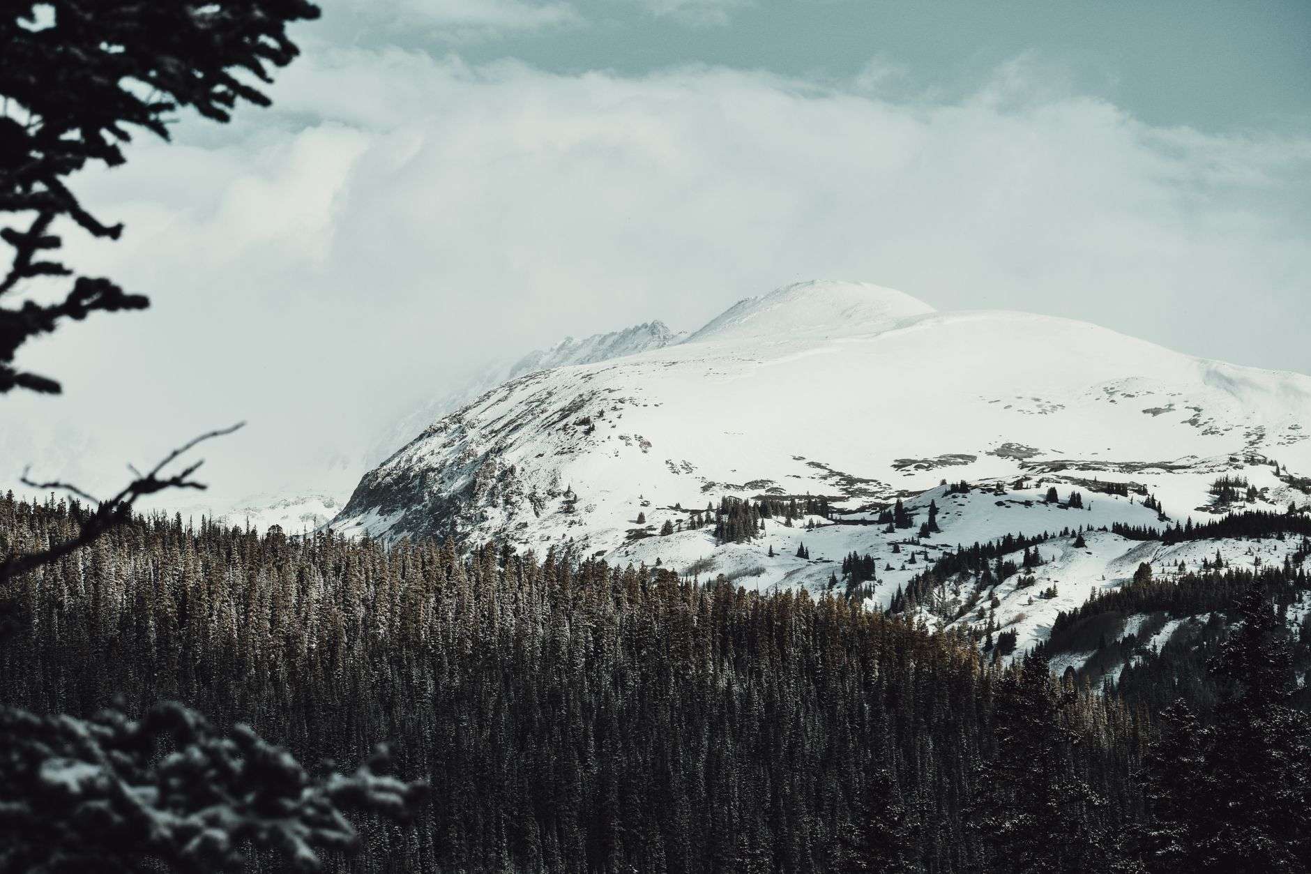 Snow covered peaks above dark evergreen timber