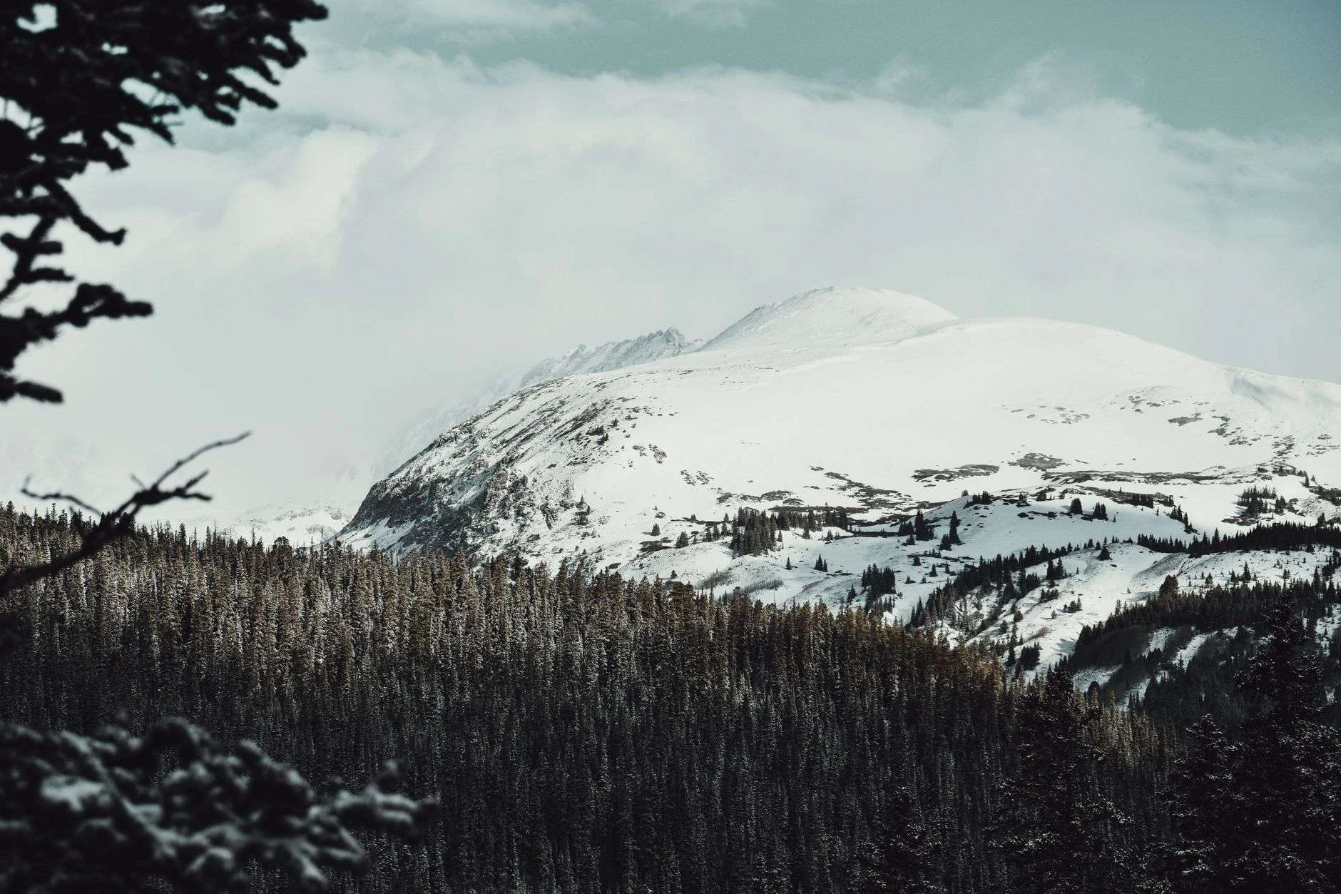 Snow covered peaks rising above dense evergreen timber