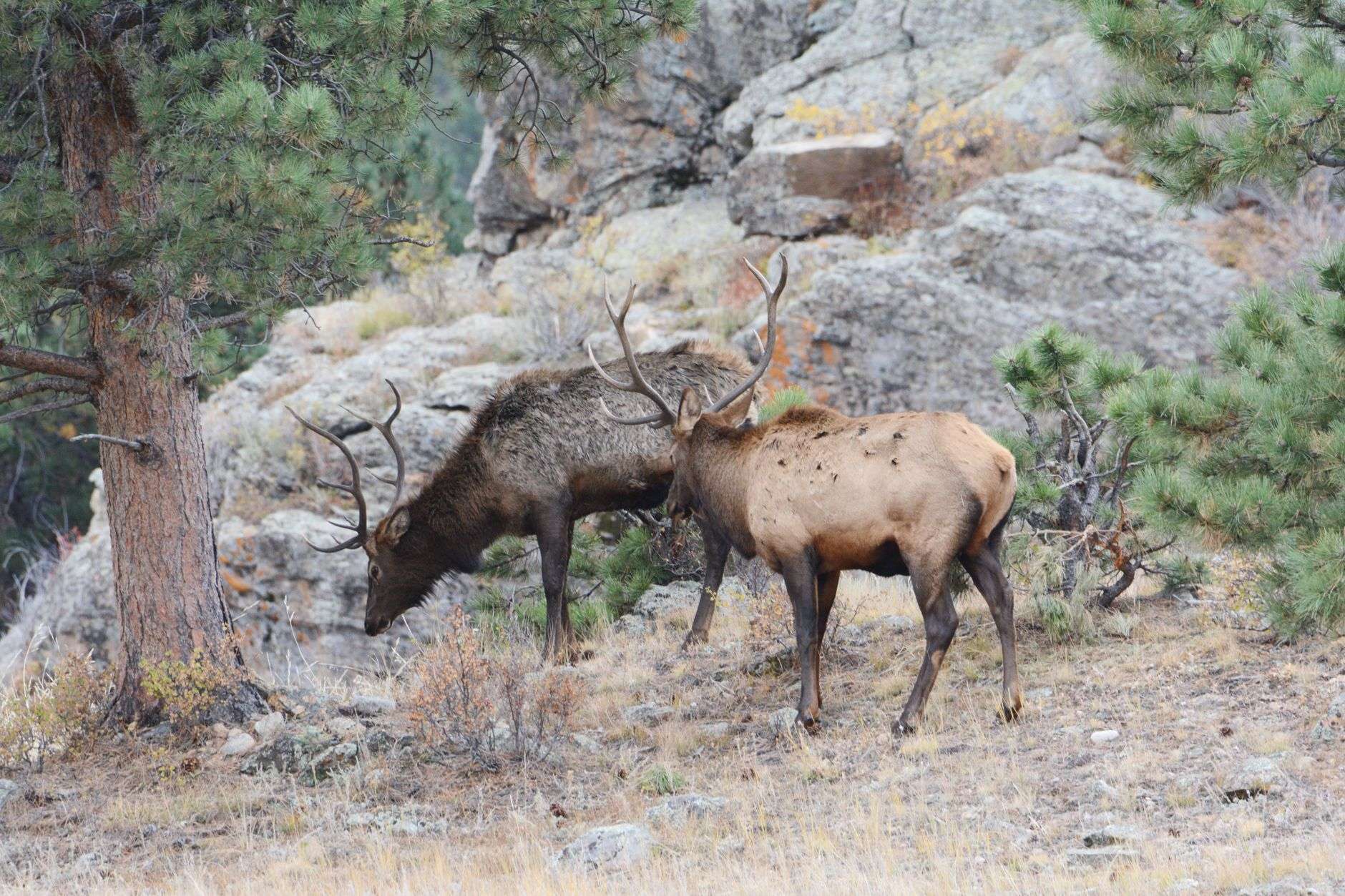 Two elk grazing among rocks and timber in Colorado