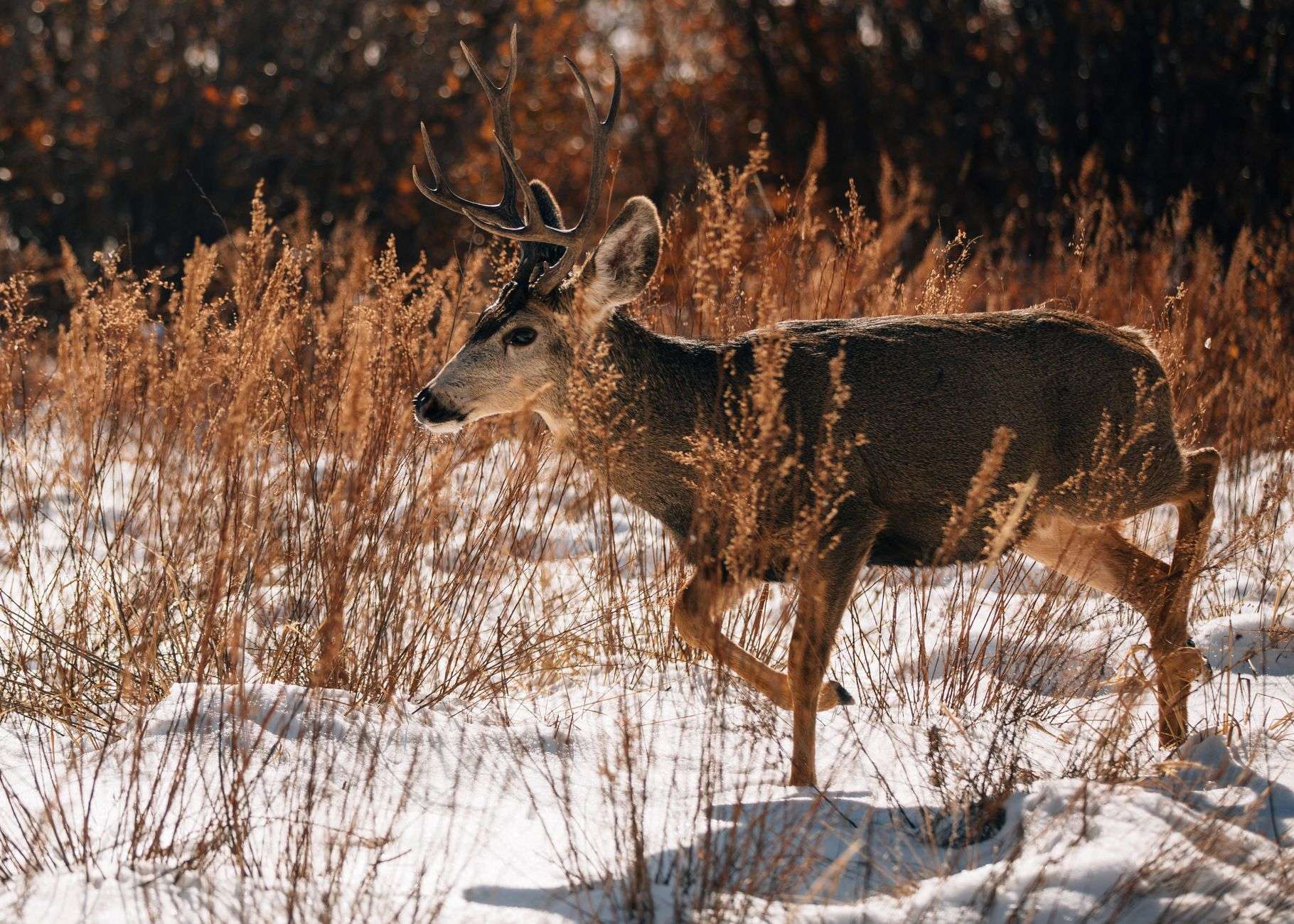 A mule deer buck moving through golden brush in Colorado