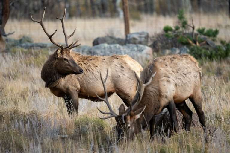 Two bull elk with heavy antlers grazing in dry grass at the edge of the timber